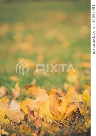 Yellow autumn Maple leaves on green grass. Bokeh 25593491