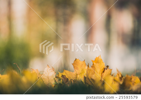 Yellow autumn Maple leaves on green grass. Bokeh Yellow autumn Maple leaves on green grass. Bokeh 25593579