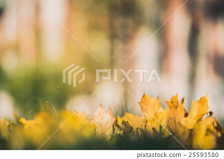 Yellow autumn Maple leaves on green grass. Bokeh Yellow autumn Maple leaves on green grass. Bokeh 25593580