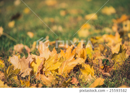 Yellow autumn Maple leaves on green grass. Bokeh Yellow autumn Maple leaves on green grass. Bokeh 25593582