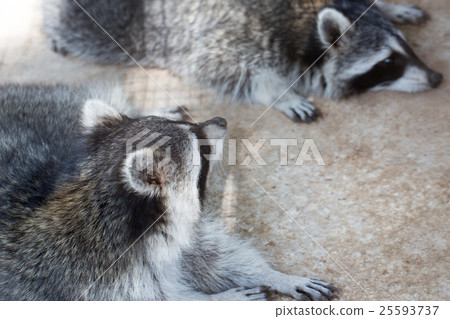 Raccoon resting. Zoo Cyprus Raccoon resting. Zoo Cyprus 25593737