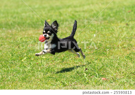 知道了♪ 知道了♪ 25593813