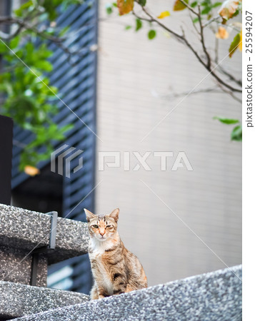 Cat Cat 25594207