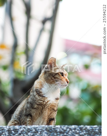 Cat Cat 25594212