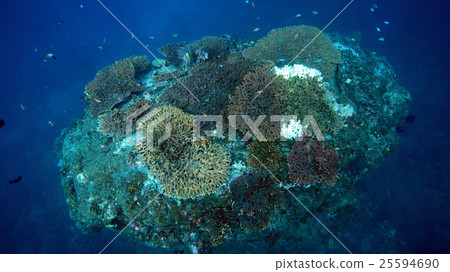 A group of Kushimoto Corals 25594690