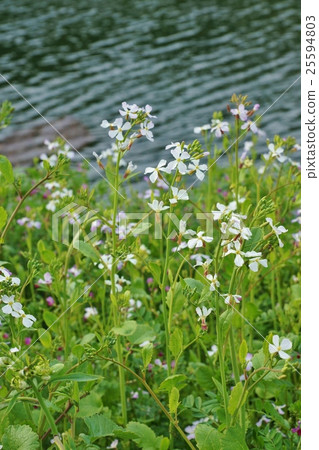 Background material of the spring flower background material Flower of the Seiyo no-radon bloom at the moat end of the Imperial Palace · Vertical position Background material of the spring flower background material Flower of the Seiyo no-radon bloom at the moat end of the Imperial Palace · Vertical position 25594803
