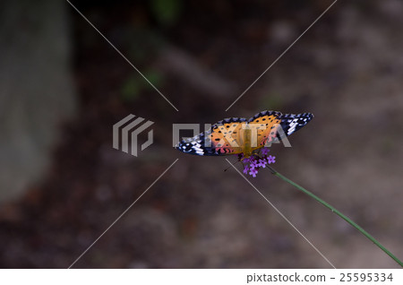 Pinus thunberg lepidoptera在Kobanorantana Pinus thunberg lepidoptera在Kobanorantana 25595334