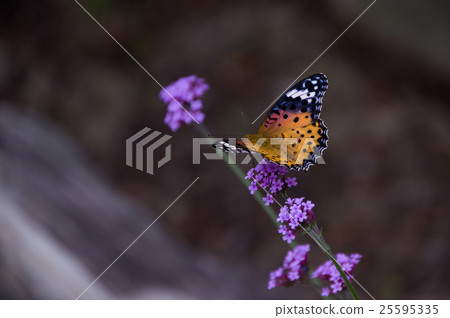 Pinus thunberg lepidoptera in Kobanorantana 25595335