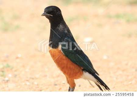 Yoko watermlimc's young bird (Kenya) 25595458