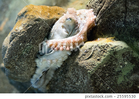 octopus underwater close up portrait while hunting octopus underwater close up portrait while hunting 25595530