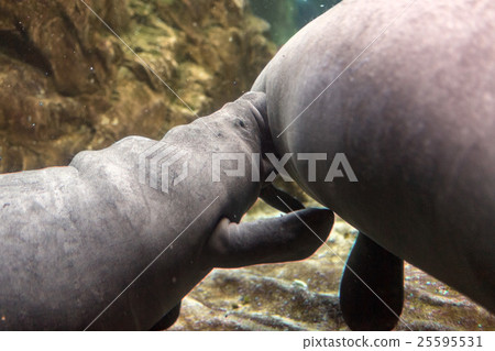 newborn baby manatee and mother close up portrait 25595531