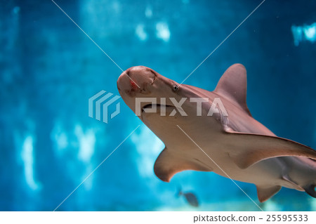 Shark eye close up detail macro ready to attack 25595533