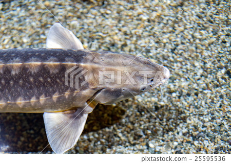 sturgeon fish caviar eggs underwater 25595536