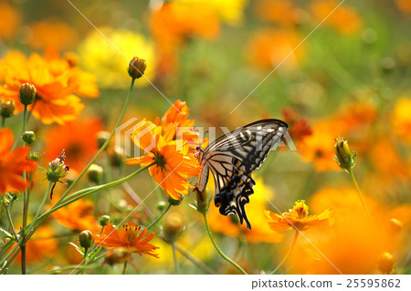 Swallowtail butterfly Swallowtail butterfly 25595862