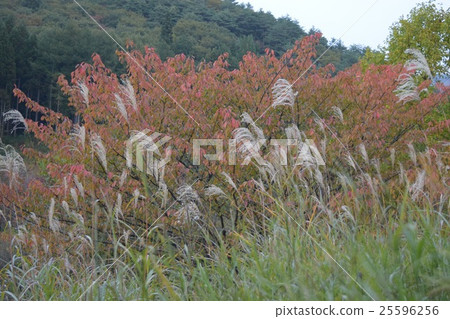 Susuki和秋葉 25596256