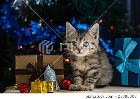 Cute kitten in christmas. 25596308