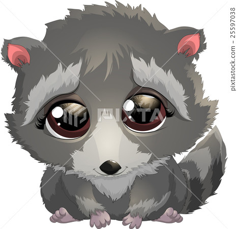 beautiful gray raccoon beautiful gray raccoon 25597038