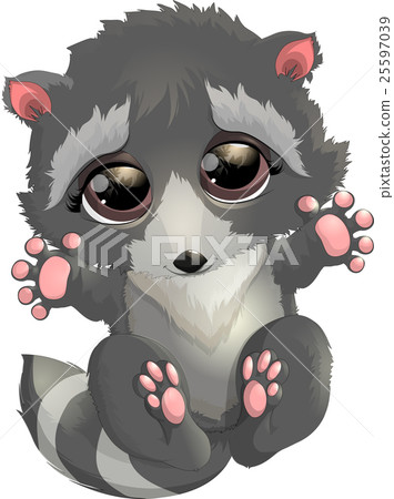 beautiful gray raccoon 25597039