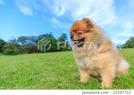 Prairie and Pomeranian Prairie and Pomeranian 25597722