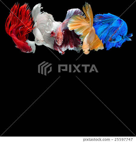Betta fish Betta fish 25597747