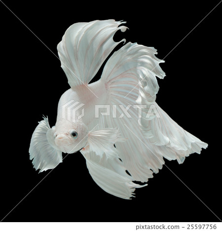 White Dragon 25597756