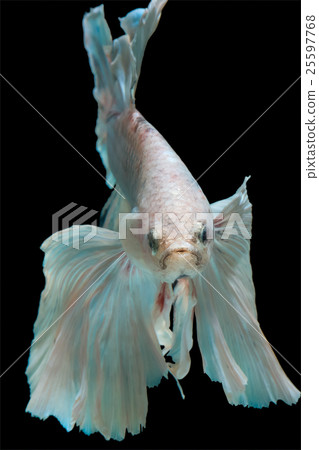 betta fish 25597768