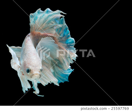 betta fish betta fish 25597769