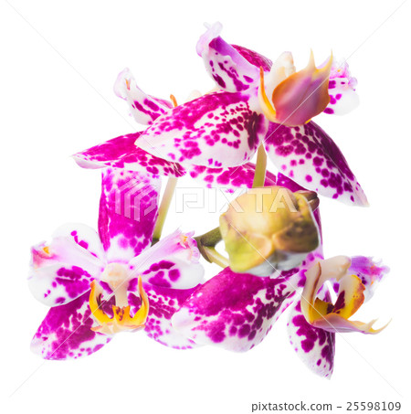 Blooming beautiful spotted cherry orchid isolated Blooming beautiful spotted cherry orchid isolated 25598109