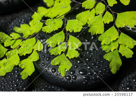 Spa still life of green branch and black stones Spa still life of green branch and black stones 25598117