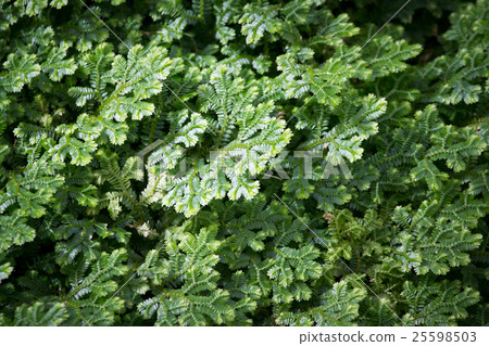 spike moss fern 25598503