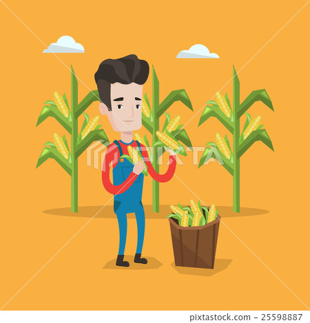 Farmer collecting corn vector illustration. 25598887