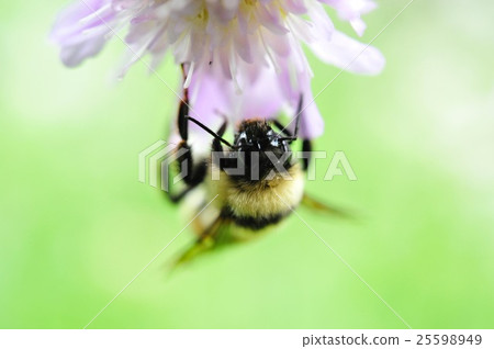 大黃蜂  大黃蜂  25598949