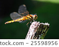 Dragonfly  25598956