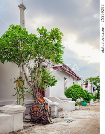 Ficus tree in a pot on asian street Ficus tree in a pot on asian street 25599298