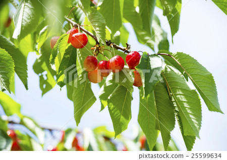 櫻桃成了樹 25599634