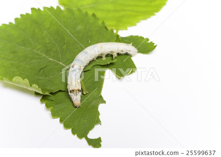 觀察家蠶 觀察家蠶 25599637