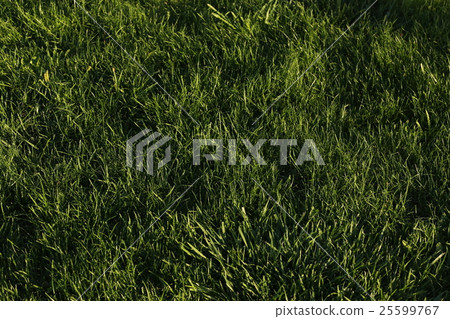 Green meadow background 25599767