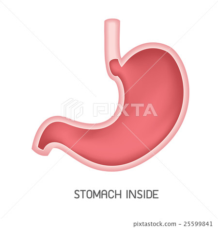 Human stomach, Human stomach, 25599841
