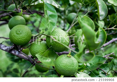 洛斯卡沃斯 25599908