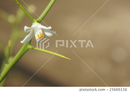 柚子的花 柚子的花 25600138
