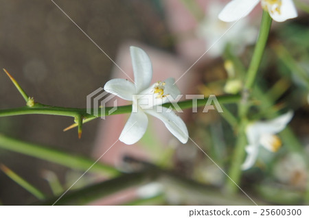 Yuzu's flower 25600300