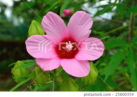 植物:Momijiaoi家庭 植物:Momijiaoi家庭 25600354