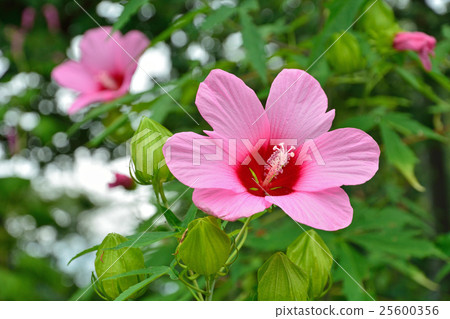植物:Momijiaoi家庭 植物:Momijiaoi家庭 25600356