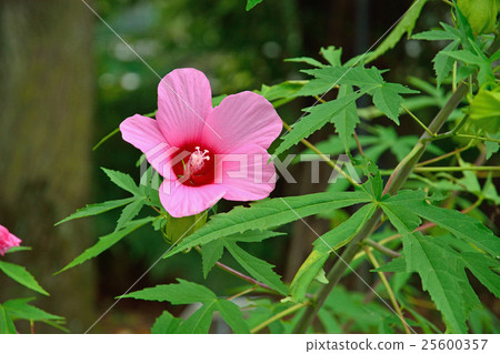 植物:Momijiaoi家庭 植物:Momijiaoi家庭 25600357