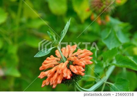 植物:Ceccaniidae Labiatae 植物:Ceccaniidae Labiatae 25600358