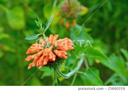 植物:Ceccaniidae Labiatae 植物:Ceccaniidae Labiatae 25600359