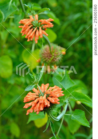 植物:Ceccaniidae Labiatae 植物:Ceccaniidae Labiatae 25600360