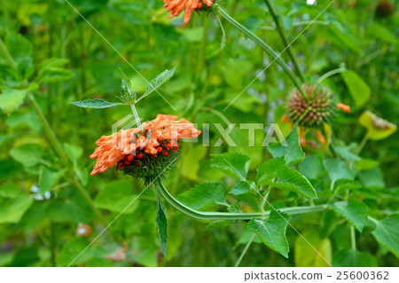 植物:Ceccaniidae Labiatae 植物:Ceccaniidae Labiatae 25600362