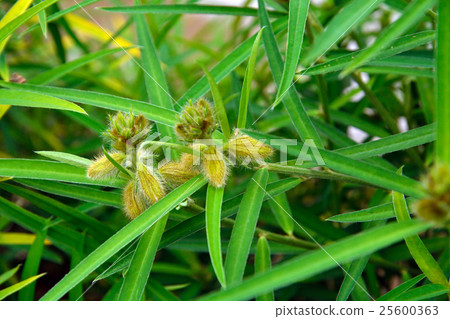植物:羊肉家族豆科 植物:羊肉家族豆科 25600363