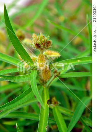 植物:羊肉家族豆科 植物:羊肉家族豆科 25600364